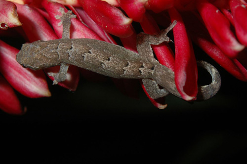 A gecko (Lepidodactylus lugubris) moves easily across smooth plant structures, such as the flowers: shown here, in any orientation with the help of their adhesive toe pads.  Photographed on Moorea, French Polynesia by Edward A. Ramirez and Peter H. Niewiarowski